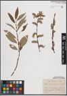 Foto von Salix caprea L. x Salix repens L. x Salix viminalis L.